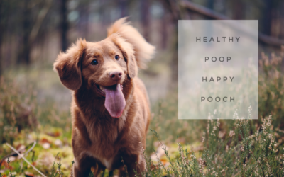 Healthy Poop, Happy Pooch